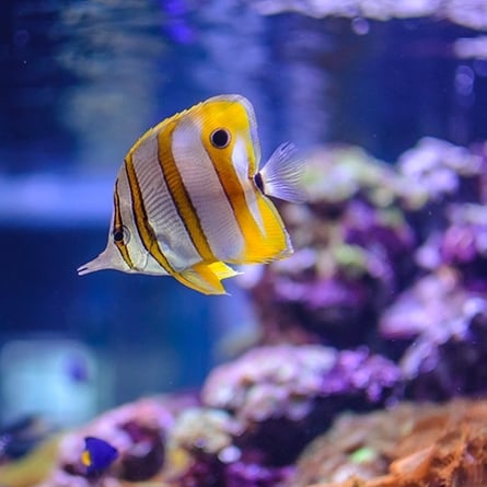 Picture of tropical fish swimming in a tank
